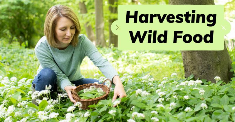 Be Herbally Prepared: Harvesting Wild Food: How to harvest and prepare common weeds and readily available wild foods